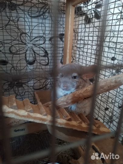 Продам 2 шиншиллы с клеткой