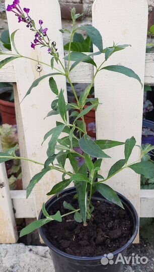 Будлея желтая, Белая, будлеяТутти Фрутти, Медуница