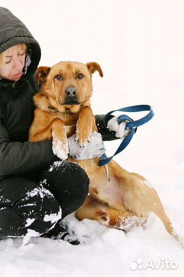 Трусишка Тибет в добрые руки