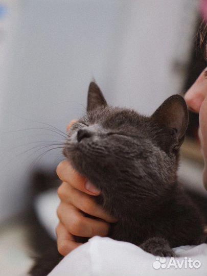 Годовалая кошечка метис в добрые руки
