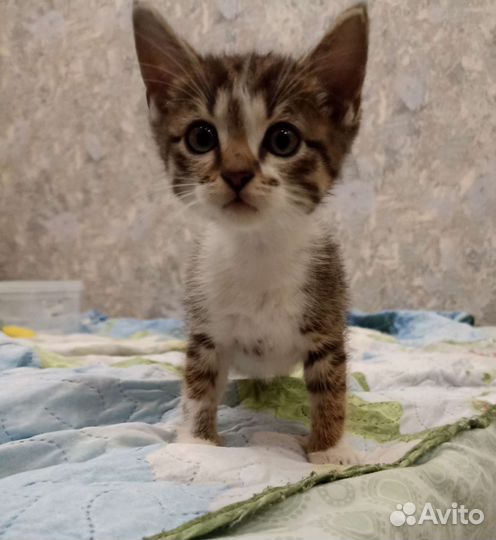 Котенок