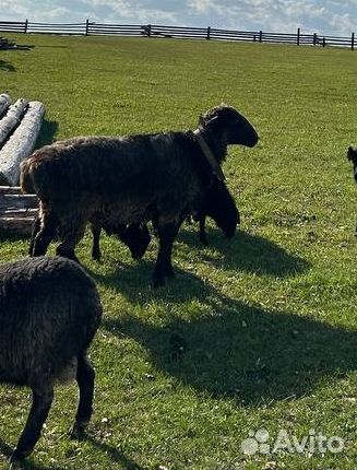Баран эдильбаевский овцы с ягнятами