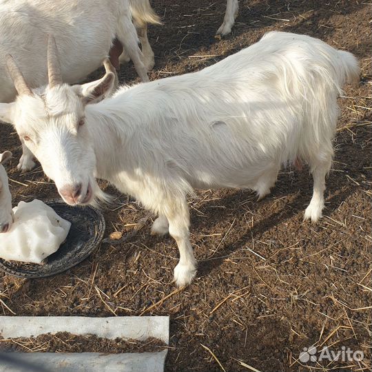 Коза дойная