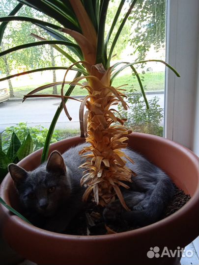 Кошки бесплатно