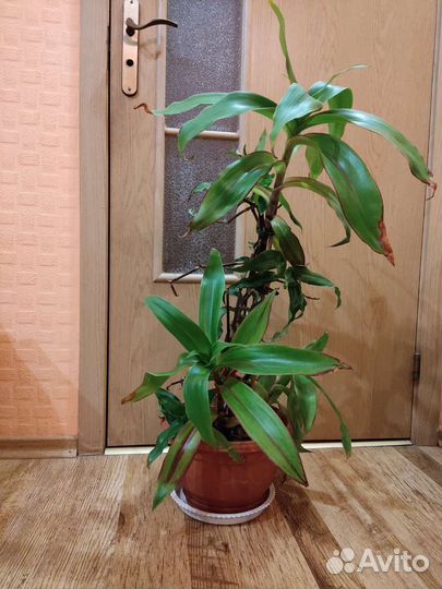 Фикус.Золотой Ус