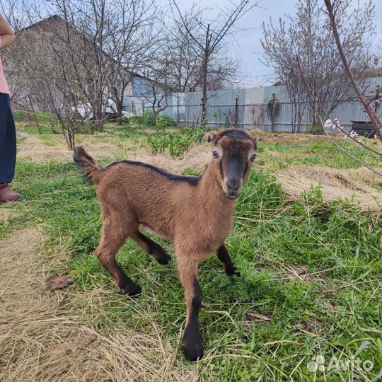 Козлики ламанча