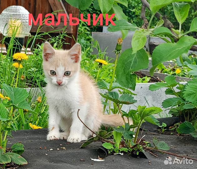 Котята