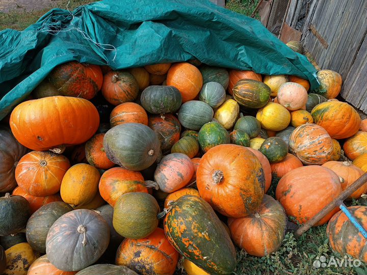 Тыква и свекла кормовая