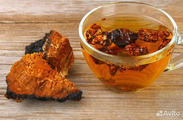 Чага березовая