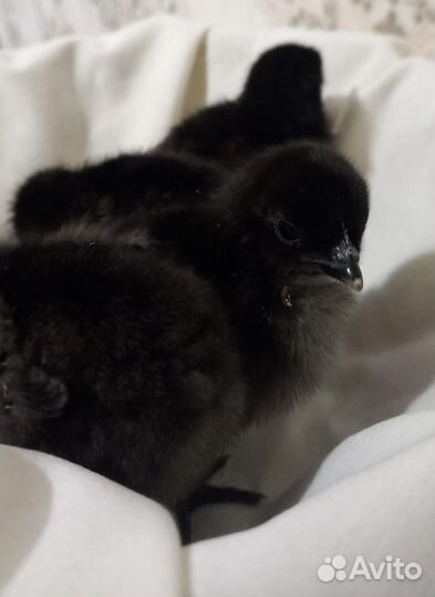 Цыплята ухейилюй