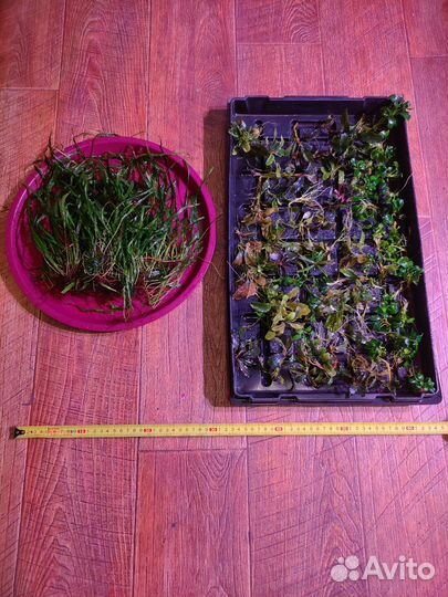 Буцефоландры набор