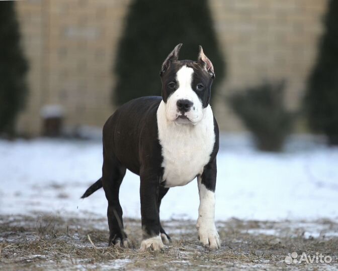 Черный тяжелый мальчик,питомник