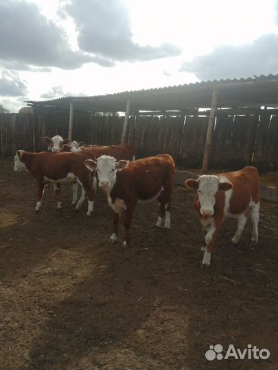 Бычки Телки Герефорд