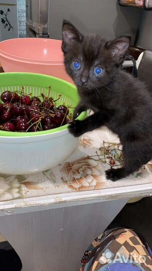 Котенок в добрые руки