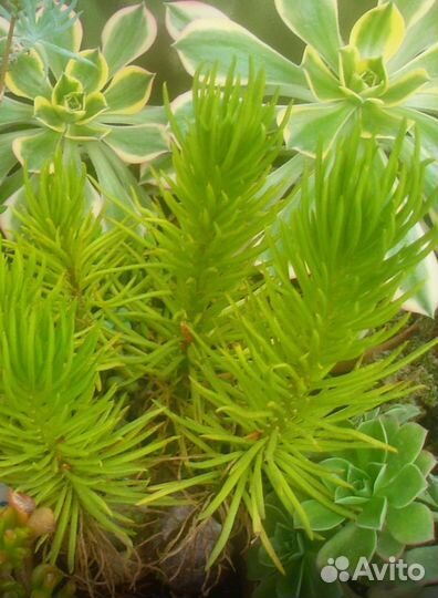 Седум японика и другие суккуленты