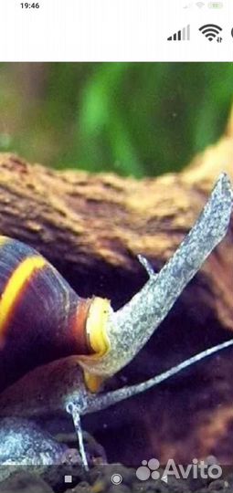 Улитка Хелена