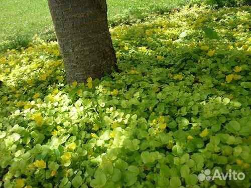 Вербейник монетчатый