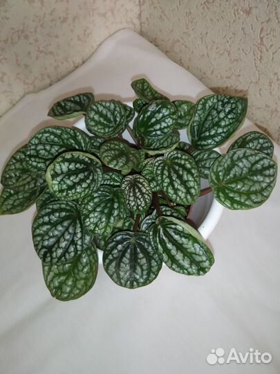 Пеперомия Бурбелла, Санторини и мн. др