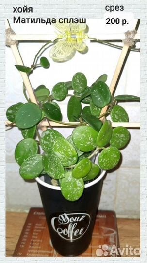 Хойя (3 часть )