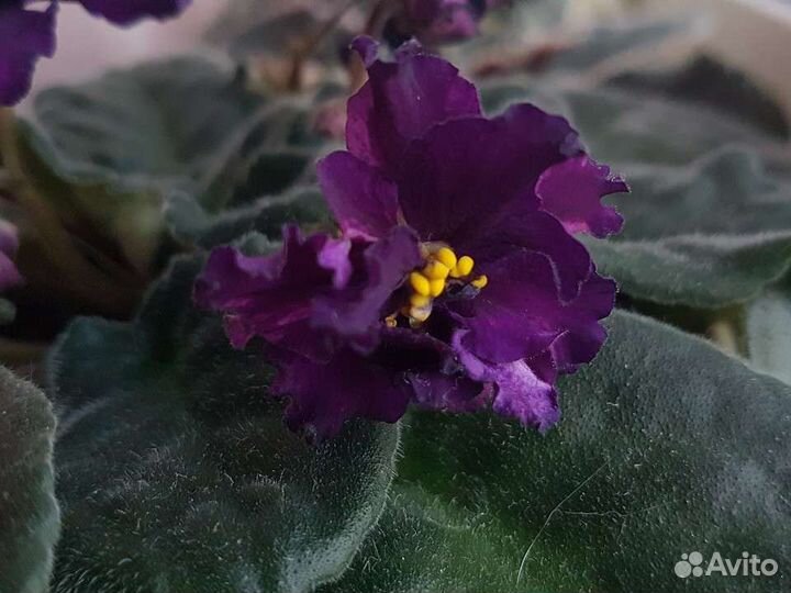 Фиалка, лист