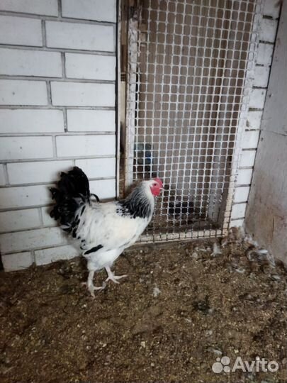 Петух Красавчик Колумбийский Брама