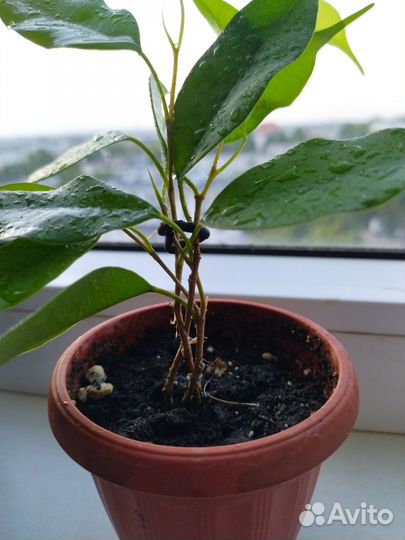 Фикусы плетеные