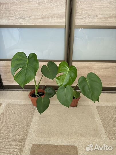 Монстера деликатесная