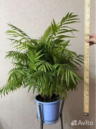 Пальма хамедорея