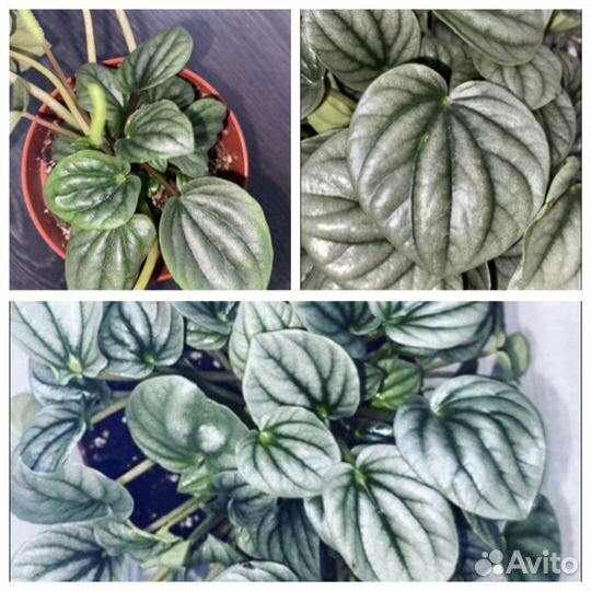 Пеперомии сортовые (часть 2)