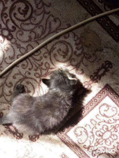 Котята крысоловы