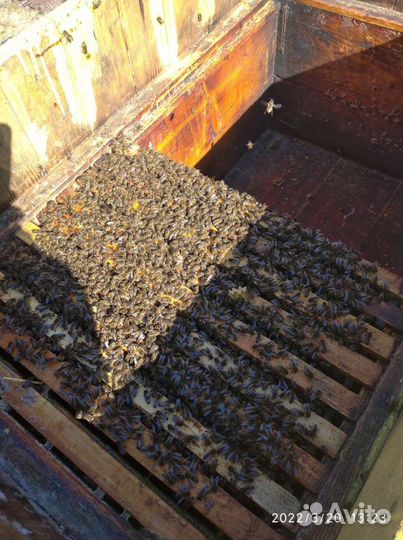 Продам пчел