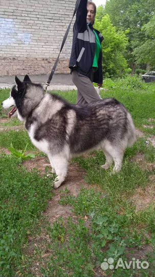 Аляскинский маламут