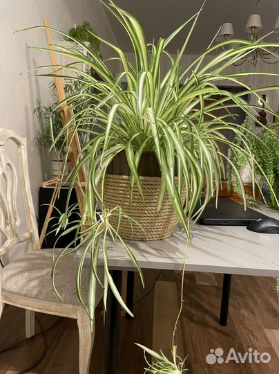 Детишки хлорофитума