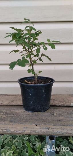 Роза парковая белая,канадка