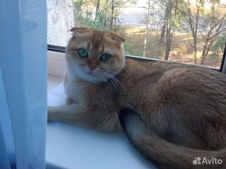 Шотландская вислоухая кошка бесплатно