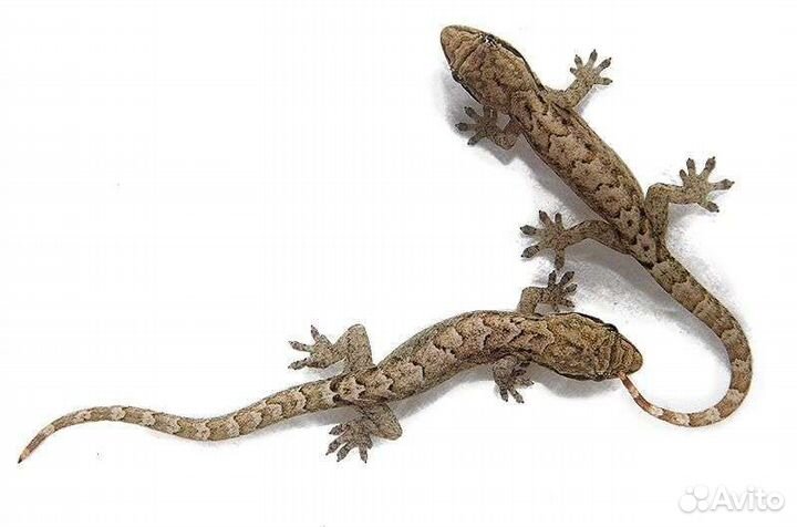 Траурный геккон (Lepidodactylus lugubris)