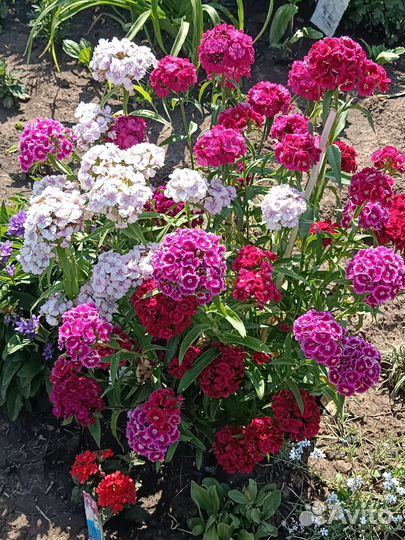 Многолетние садовые цветы