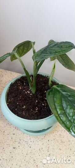 Монстера карстенианум/ филодендрон опакум