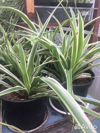 Хлорофитум