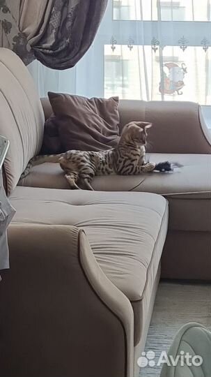 Котенок Бенгал