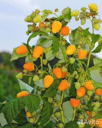 Ягодные кустарники