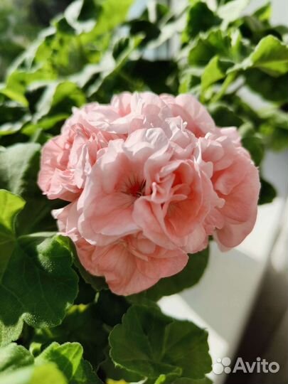 Пеларгония Софи Эмма