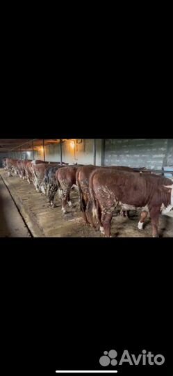 Телки на откорме,на мясо