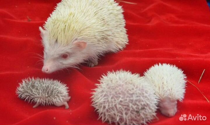 Африканский ежик