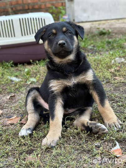 Щенок 1,5 мес