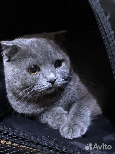Кошка на вязку