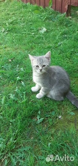 Кошка в дар бесплатно