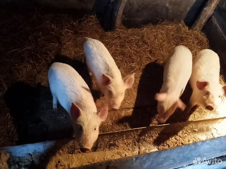 Поросята 2 месяца
