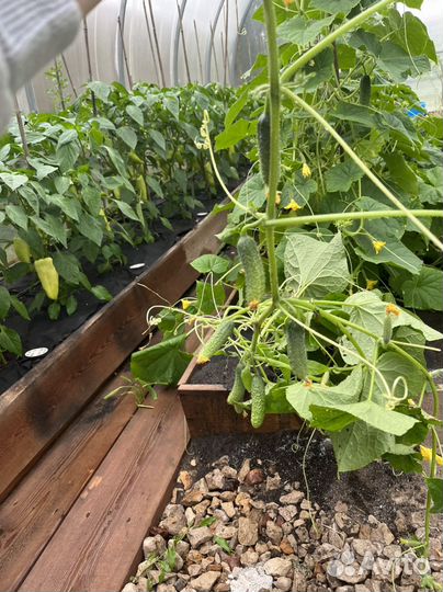 Огурцы свежие домашние