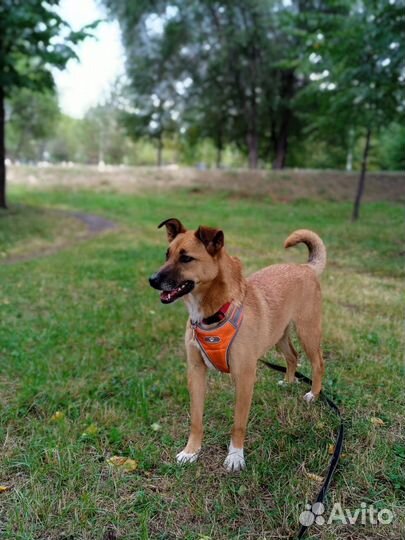 Айова собака